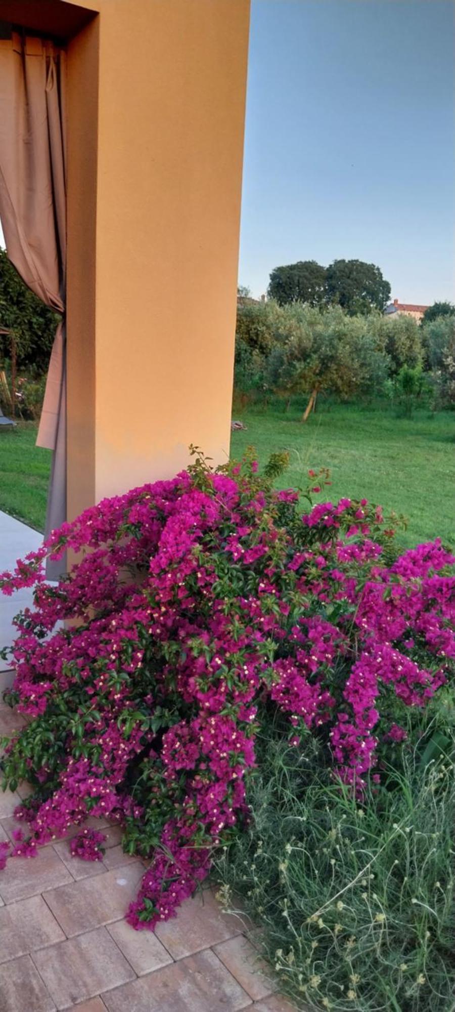 Vila Dubravka - Schoen Und Komfortabel Inmitten Von Olivenbaeumen Und Weinbergen Mit Whirlpool Valtura المظهر الخارجي الصورة